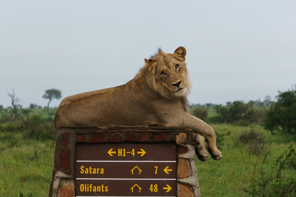 Your Guide to the Best of South Africa: Safaris, Culture, and More